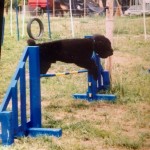 1001-balades-Amelie-Agility