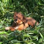 1001-balades-chiot